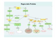 Regne dels Protists - ies cap de llevant