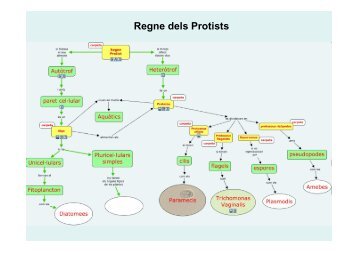 Regne dels Protists - ies cap de llevant