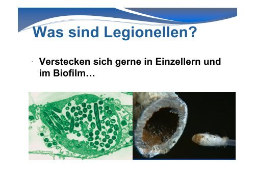 Legionellen und Trinkwasserverordnung Was ist neu? - Dietsch + ...