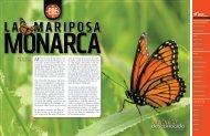 La Mariposa Monarca - México Desconocido