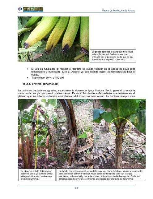 producción de plátano de alta densidad - Cuenta del Milenio ...