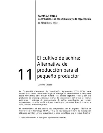 El cultivo de achira: Alternativa de producción para el pequeño ...