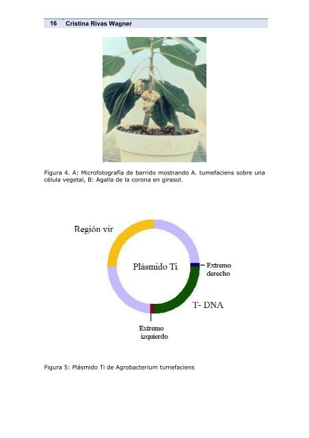 Plantas y cultivos transgénicos - UNED