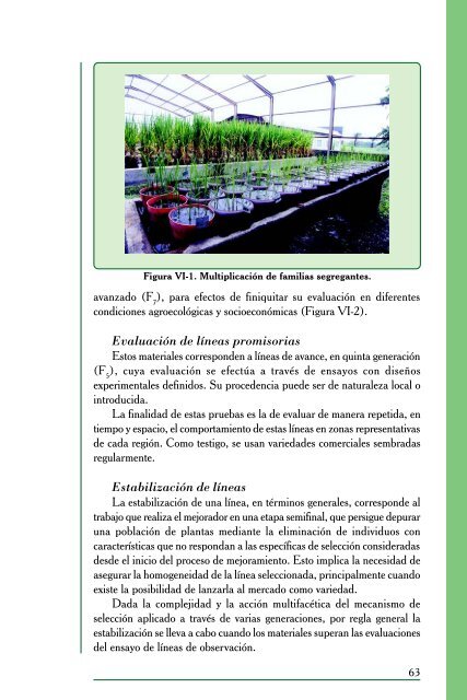 El Cultivo del Arroz en Venezuela - Portal de Publicaciones ...