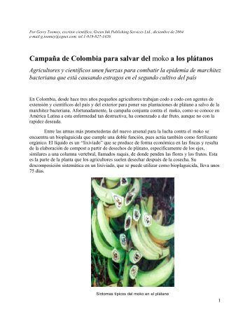 Campaña de Colombia para salvar del moko a los plátanos - cgiar