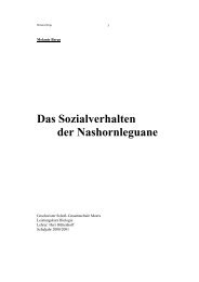 Das Sozialverhalten der Nashornleguane