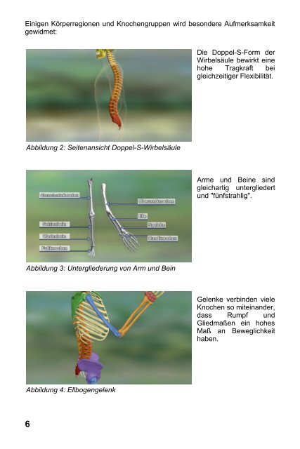 Bewegungsapparat - Knochen & Gelenke - GIDA