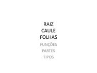 RAIZ CAULE FOLHAS