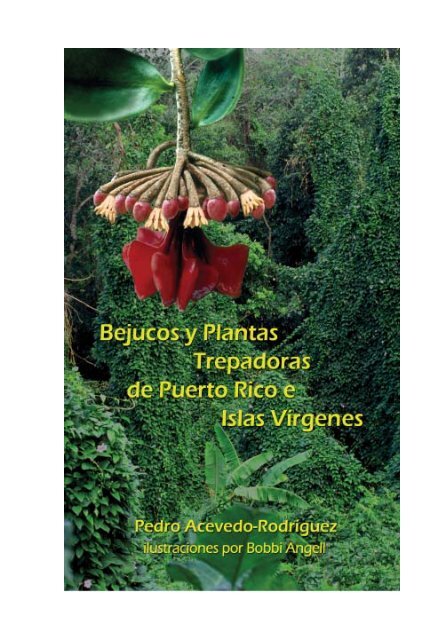 Bejucos Y Plantas Trepadoras De Puerto Rico E Islas Virgenes