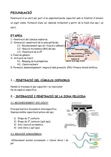 FECUNDACIÓ ETAPES