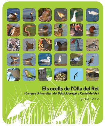 Els ocells de l'Olla del Rei.pdf - Campus del Baix Llobregat - UPC