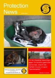 Protection News - Greyhound Protection International