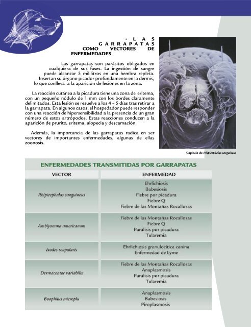 Infestación por garrapatas en el perro - LaboratorioUniversal.com