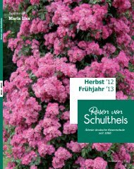 rosa bis magentar Edelrose Mon Petit Chou® Teehybride Rosa Mon Petit Chou®