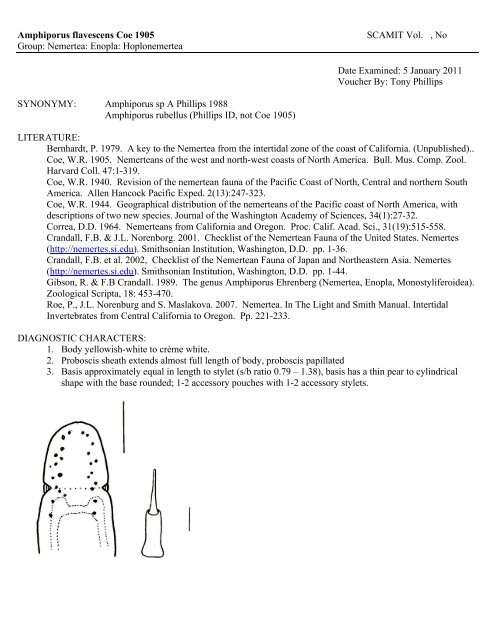 Amphiporus flavescens Coe 1905 SCAMIT Vol. , No Group: Nemertea