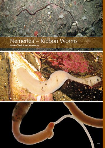 Nemertea – Ribbon Worms - Bedim