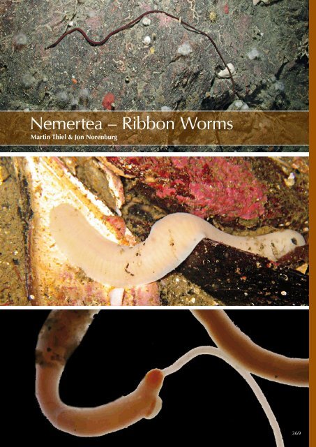 Nemertea – Ribbon Worms - Bedim