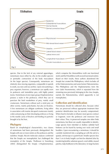 Nemertea – Ribbon Worms - Bedim