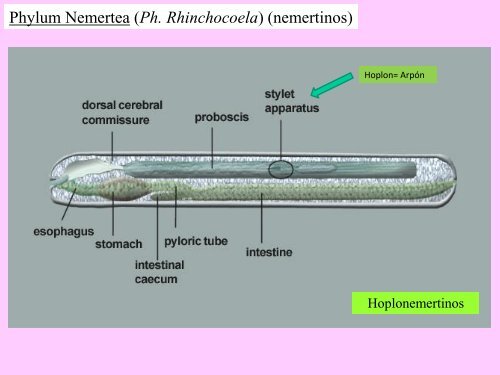 Leccion 23 Nemertinos