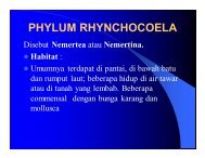 PHYLUM RHYNCHOCOELA