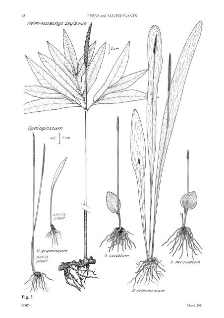 ferns and allied plants - Department of Land Resource Management ...