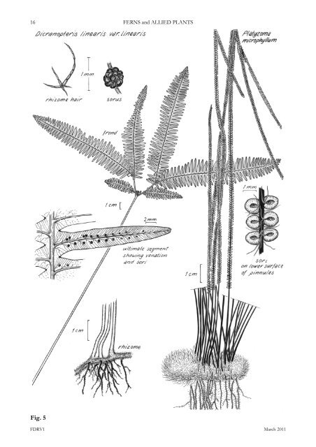 ferns and allied plants - Department of Land Resource Management ...