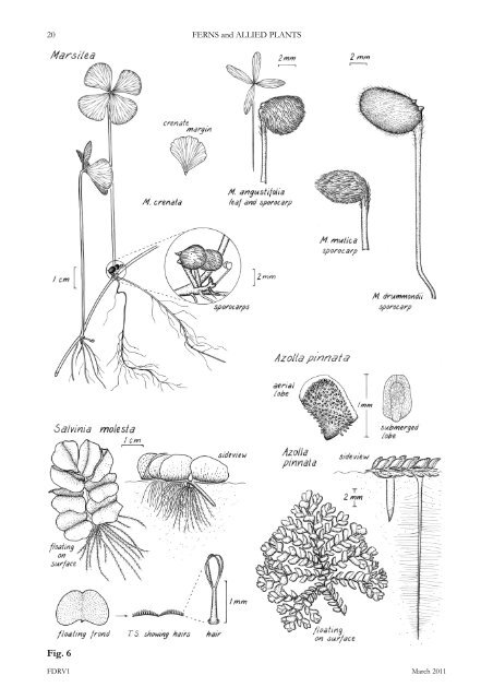 ferns and allied plants - Department of Land Resource Management ...