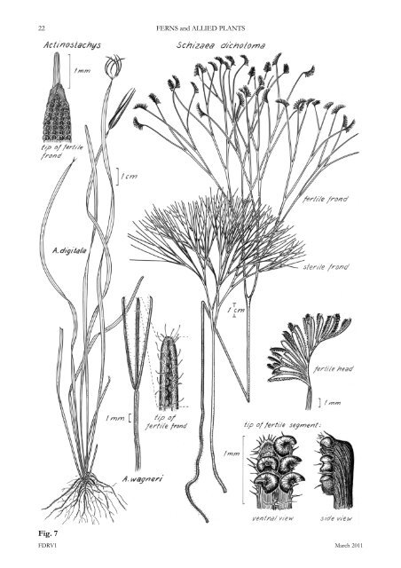 ferns and allied plants - Department of Land Resource Management ...