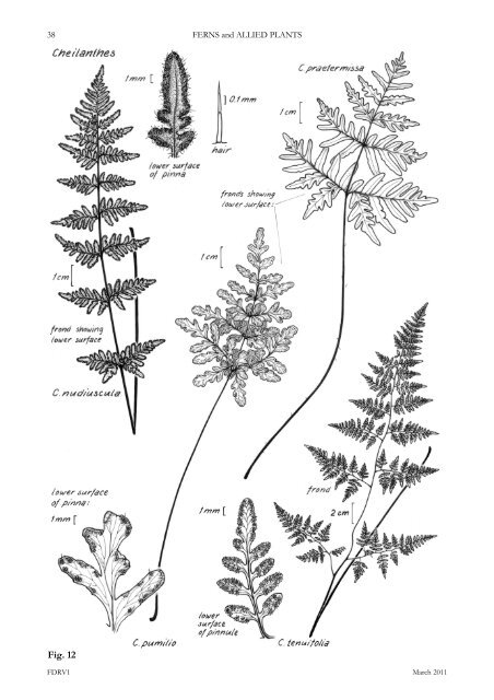 ferns and allied plants - Department of Land Resource Management ...