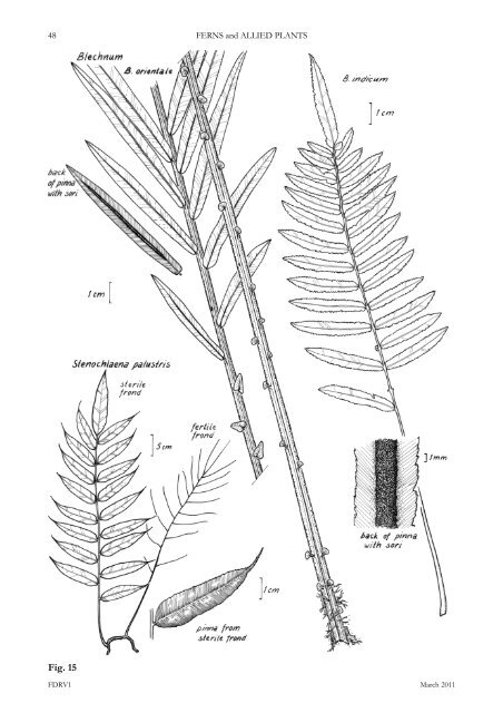 ferns and allied plants - Department of Land Resource Management ...