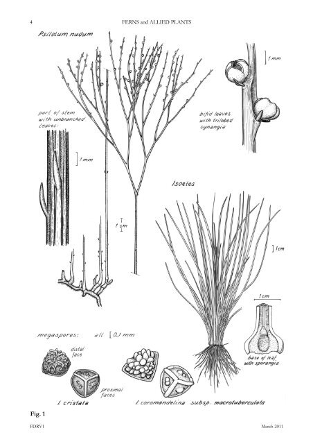 ferns and allied plants - Department of Land Resource Management ...