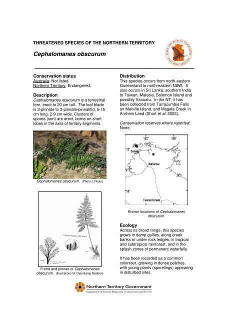 Cephalomanes obscurum - Department of Land Resource ...