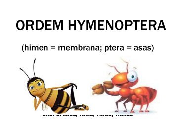 ORDEM HYMENOPTERA - WordPress.com