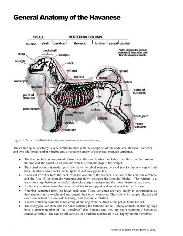 General Anatomy of the Havanese - Havanese Fanciers of Canada