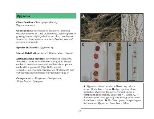 Stream macroalgae of Hawai`i: an identification guide - Hawaii.gov