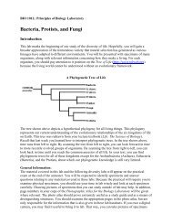 Bacteria, Protists, and Fungi