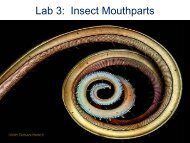 Lab 3: Insect Mouthparts