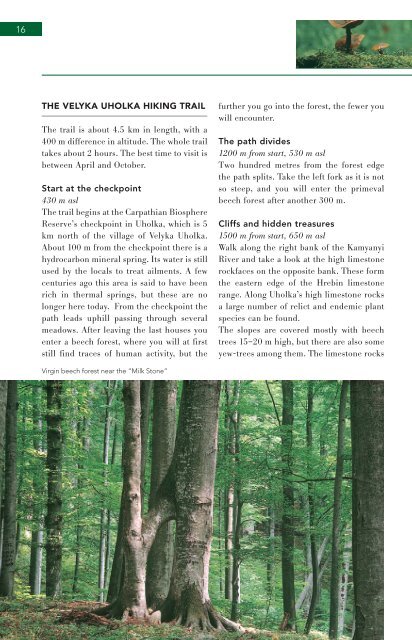 Nature Guide to the Largest Virgin Beech Forest - WSL