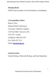 MYB75 and secondary cell wall formation in - Plant Physiology