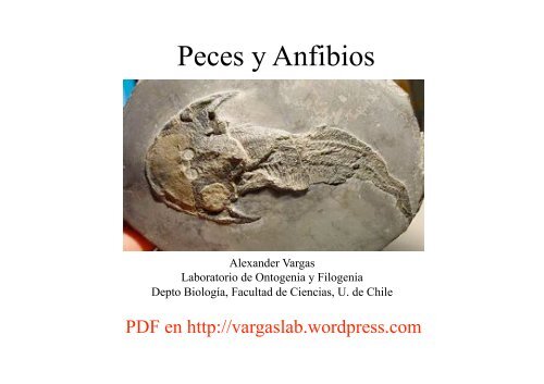 Peces y Anfibios - Laboratorio de Ontogenia y Filogenia