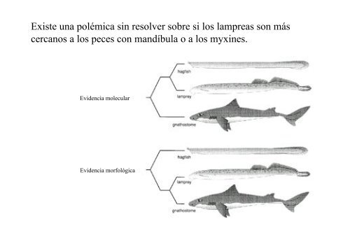 Peces y Anfibios - Laboratorio de Ontogenia y Filogenia