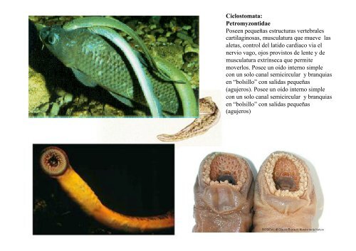 Peces y Anfibios - Laboratorio de Ontogenia y Filogenia