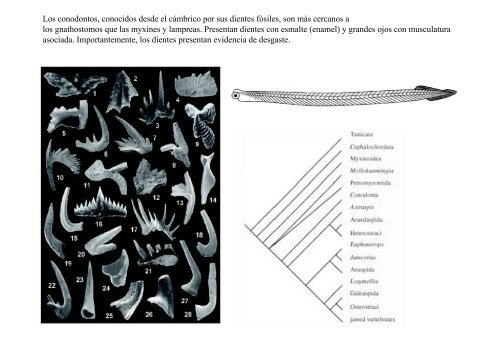 Peces y Anfibios - Laboratorio de Ontogenia y Filogenia