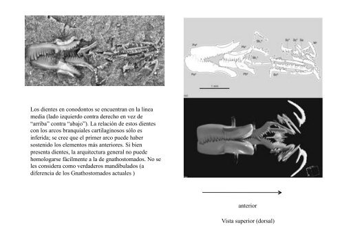 Peces y Anfibios - Laboratorio de Ontogenia y Filogenia