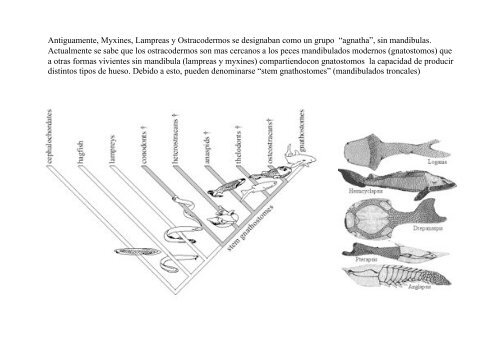 Peces y Anfibios - Laboratorio de Ontogenia y Filogenia