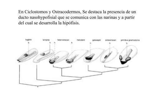 Peces y Anfibios - Laboratorio de Ontogenia y Filogenia