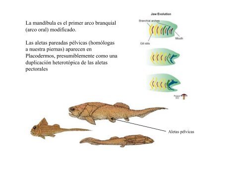 Peces y Anfibios - Laboratorio de Ontogenia y Filogenia