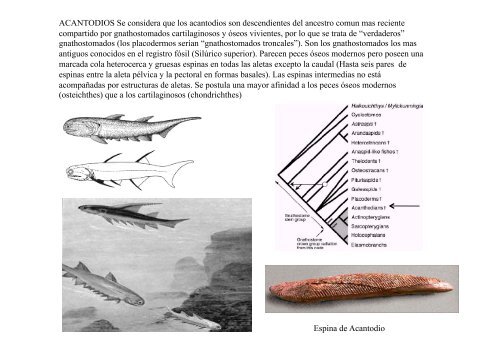 Peces y Anfibios - Laboratorio de Ontogenia y Filogenia