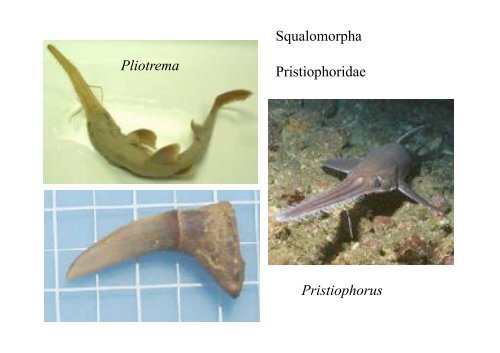 Peces y Anfibios - Laboratorio de Ontogenia y Filogenia