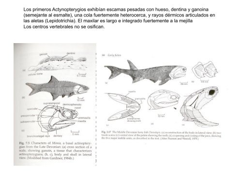 Peces y Anfibios - Laboratorio de Ontogenia y Filogenia